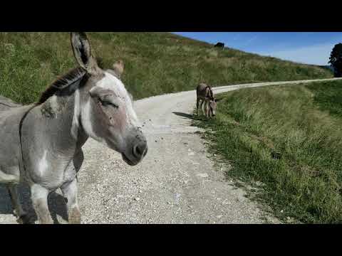 Altopiano dei Sette Comuni: trincerone di monte Campolongo a Rubbio