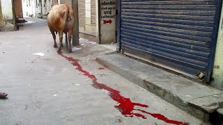 Profusely bleeding bull saved