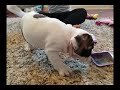 Linda Female English Bulldog