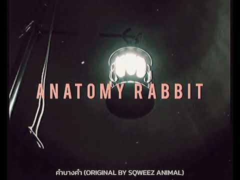 คำบางคำ (Original By Sqweez Animal) - ANATOMY RABBIT [Unofficial Audio]
