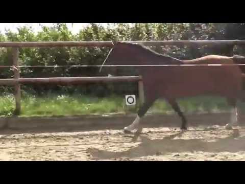 Wallach, *2012 v. Cormint - Caretino