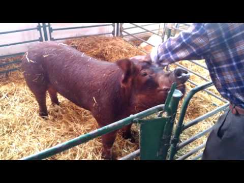 šampionske svinje sajam 2017