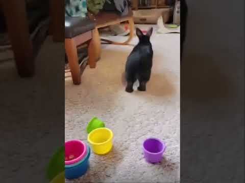 Jekyll , an adopted Netherland Dwarf in East Peoria, IL_image-1