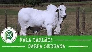 Miniatura do vídeo