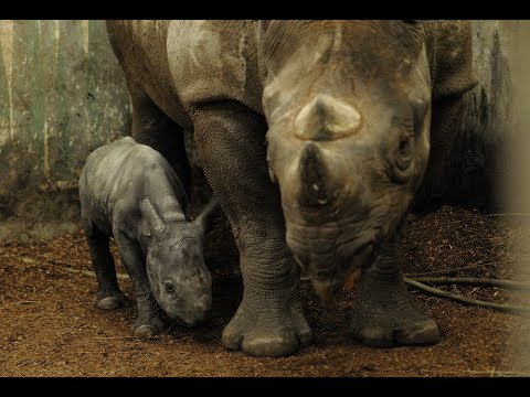 Zwart neushoorntje geboren in Diergaarde Blijdorp Rotterdam - Black rhino born in Rotterdam Zoo