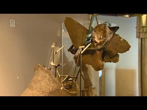 Langgekoesterde wens gaat in vervulling: Historyland in Hellevoetsluis heeft eindelijk echte dino