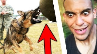 We Learned How To Survive A Dog Attack