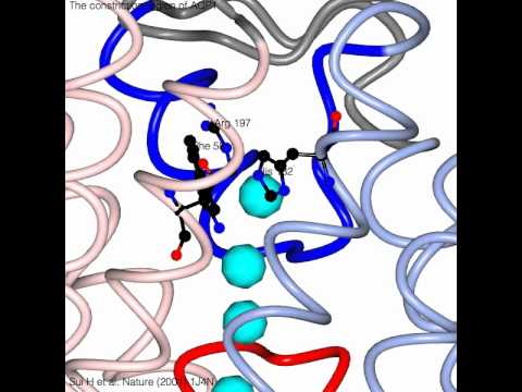 Aquaporin transport pathway