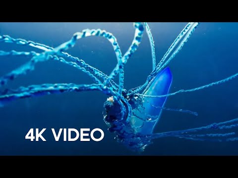 The Deadly Portuguese Man O' War | 4KUHD |  Blue Planet II | BBC Earth