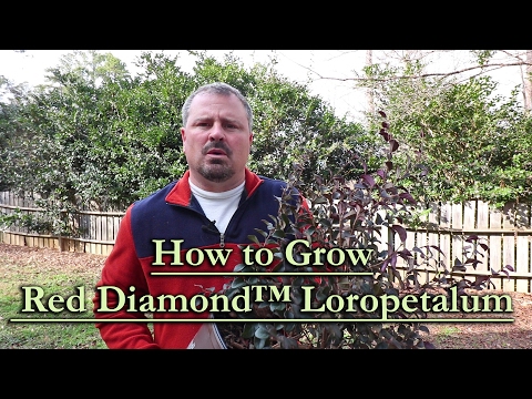 download lagu mp3 mp4 Purple Diamond Loropetalum Monrovia, download lagu Purple Diamond Loropetalum Monrovia gratis, unduh video klip Purple Diamond Loropetalum Monrovia