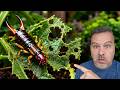 EARWIGS Are DESTROYING Your Garden Do This Tonight