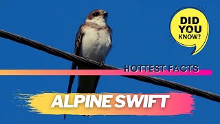 Alpine swift facts
