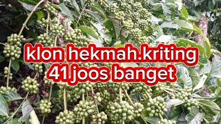 Download lagu klon hekmah keriting 41 jos mp3 Download lagu klon hekmah keriting 41 jos mp3