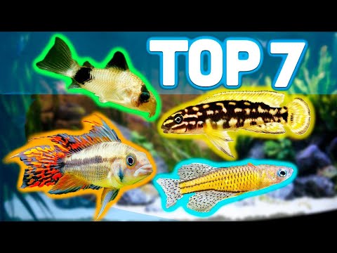 MY TOP 7 BEST AQUARIUM FISH FOR 20 GALLON AQUARIUMS