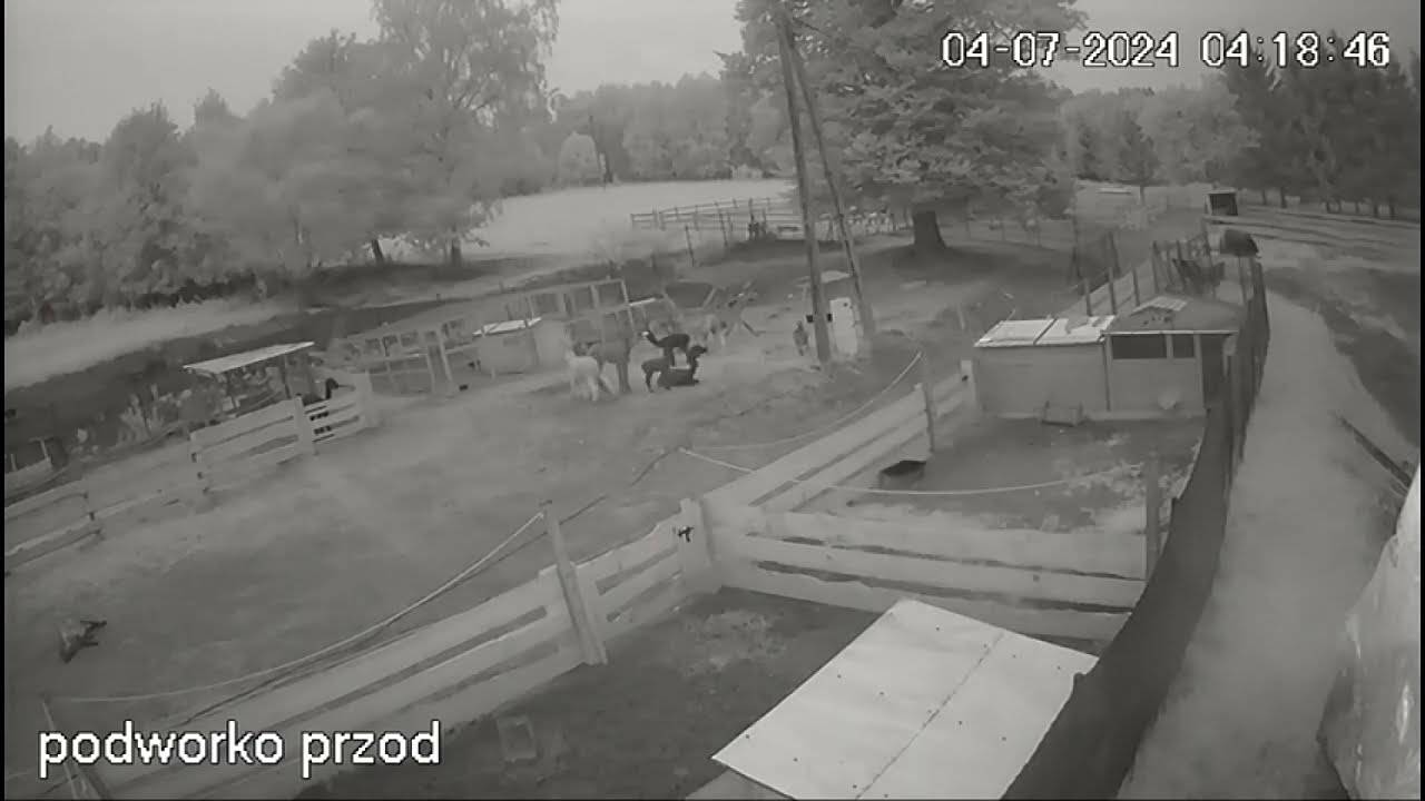 Nocny atak wilków na owce i alpaki w Konradowie