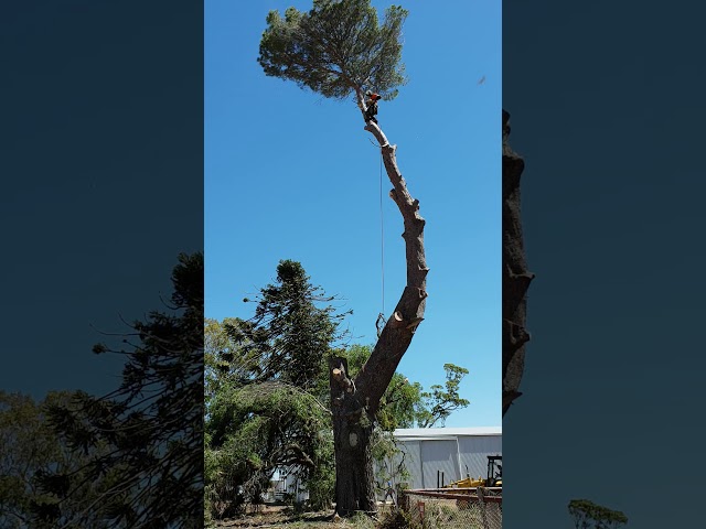 Nelson's Tree Services