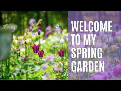 Welcome to my spring garden ...