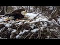Nest Collapse - Parent & Eaglet on Nest - 754 am - April 2, 2023 - MN DNR Bald Eagle Nest