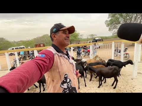 Feira das Ovelhas e Suínos em Senador Rui palmeira - 20 - 01 - 2026 #nordeste