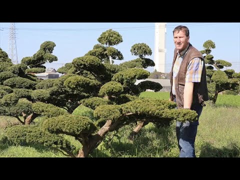 Japan Bonsai-Einkaufstour