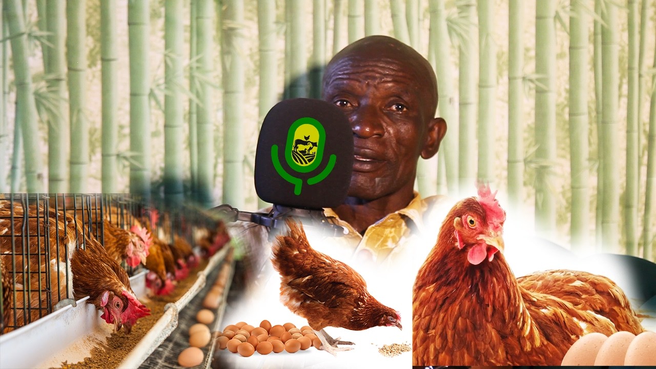 CONSIDER THESE LAYERS CHICKEN BREEDS FOR EGG PRODUCTION AND MONEY MAKING #FARMPODCAST