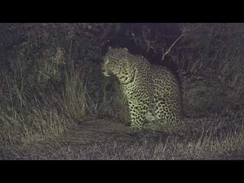 Djuma: Leopard-Hosana male - 03:10 - 06/05/19