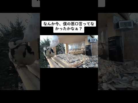 ブラウンヘッドゴジュウカラについて詳しく解説
