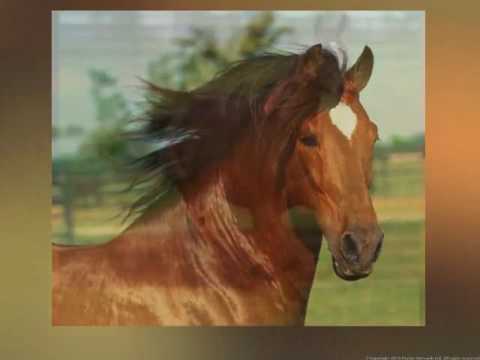 RIBOT di Franco Franco