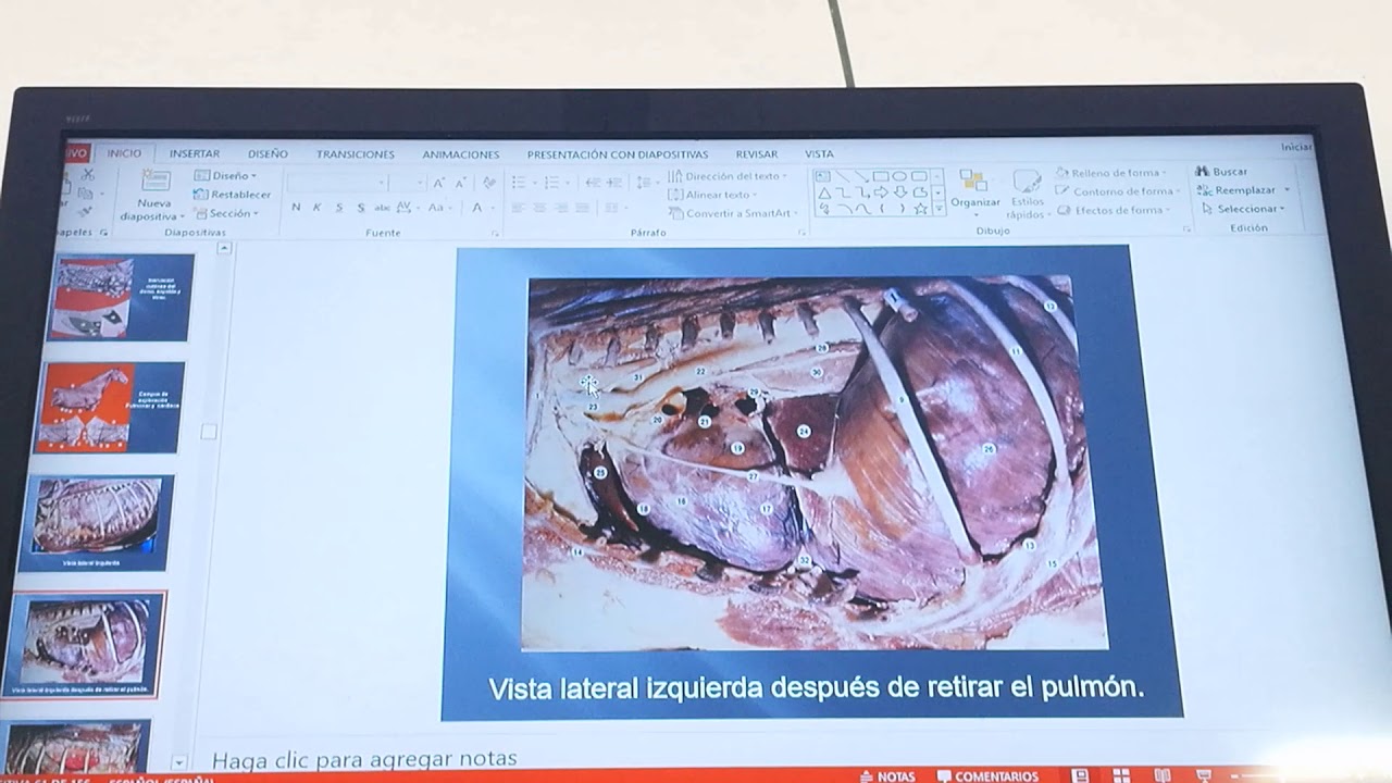 Explicación tórax equino