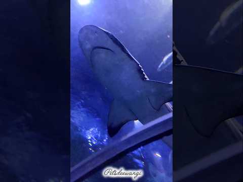Biggest White Shark in Tunnel aquarium #shark #monsterfish #predatorfish #shorts #trending