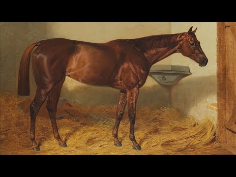 A legyőzhetetlen csodakanca