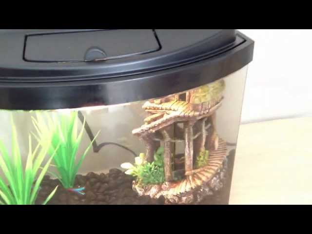 5 gallon betta fish and neon tetra tank