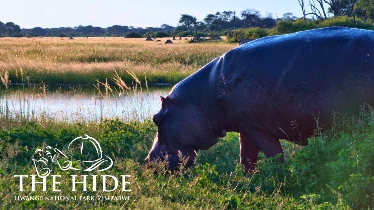 Live Wildlife Camera at The Hide | Hwange Waterhole, Zimbabwe