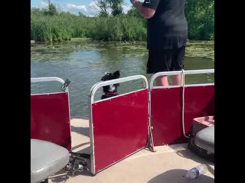 Love bringing my dog on the pontoon we rented