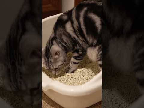 Flush It! Eco-Friendly Cat Litter That Dissolves Fast!