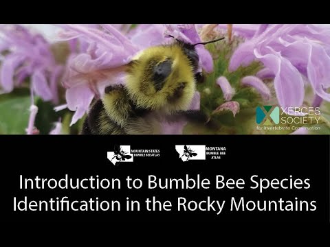 Introduction to Bumble Bee Species Identification in the Rocky Mountains