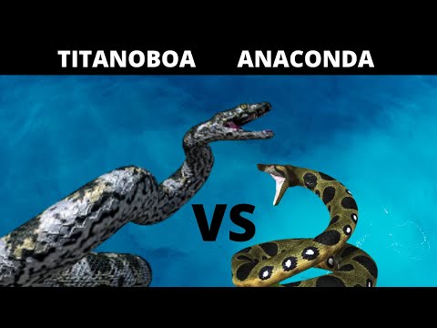 Titanoboa VS Anaconda in English: Which one would win in a fight?