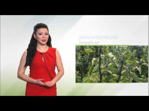 Zelena prognoza, 4.5.2016. - O običnoj kruškinoj buvi