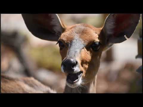 RHULANI MINUTE SAFARI - A domestic bushbuck