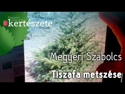 artrózisos kezelés bioptronnal hogyan kell kezelni a csípő ankylosist