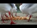 Seagulls Eating Pizza