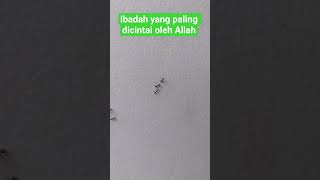 Download lagu inilah ibadah yang paling dicintai oleh Allah,,, #nasehatdiri #ceramahsingkat mp3 Download lagu inilah ibadah yang paling dicintai oleh Allah,,, #nasehatdiri #ceramahsingkat mp3