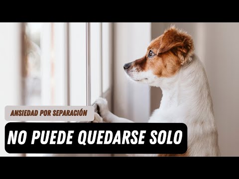Ansiedad por separación en Perros: Tratamiento real paso a paso