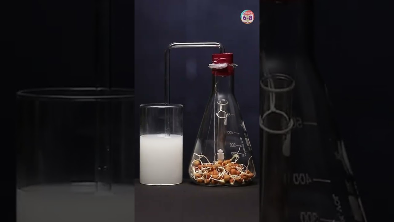 Do Germinated Seeds Respire? | Respiration of Germinating Seeds #shorts