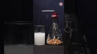 Do Germinated Seeds Respire? | Respiration of Germinating Seeds #shorts