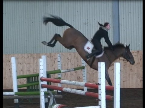 Holsteiner mare - Holsteiner Stute