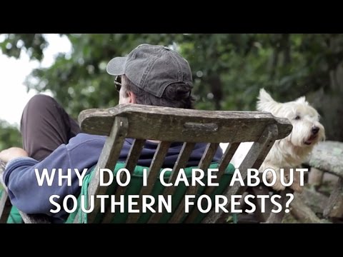 Why I Care About Southern Forests #ourforests