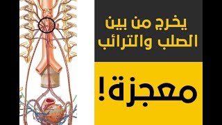 الرد على شبهة في قوله تعالى "يخرج من بين الصلب والترائب" image