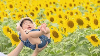 ひまわりのようにスクスクと…約1万5000本が満開 ｢一斉に咲けば皆が元気に｣ 愛知･碧南市【映像企画】