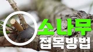 365일 가능한 소나무 접목방법?!ㅣ 소나무 드릴호접 ㅣ 예쁜 소나무 만드는 방법